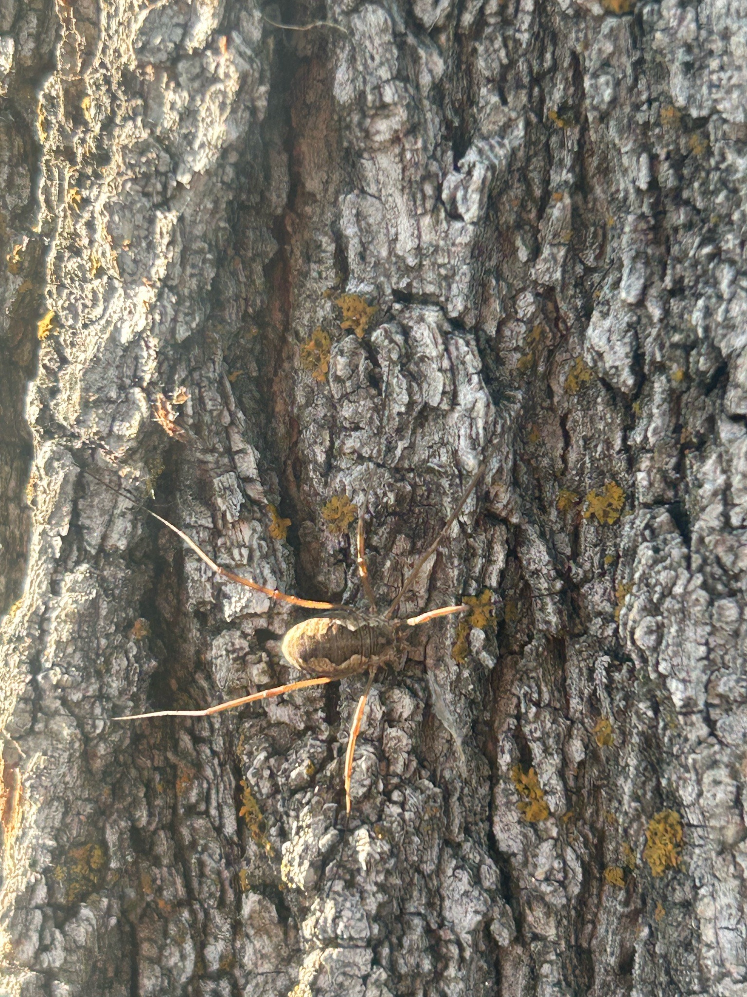 Harvestman (often called Daddy Longlegs)