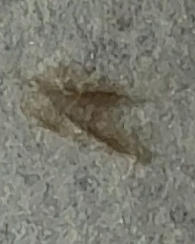 Brown Marmorated Stink Bug