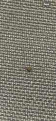 Carpet Beetle