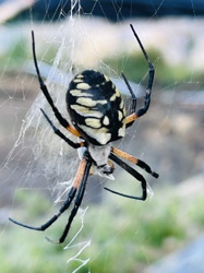 Yellow Garden Spider