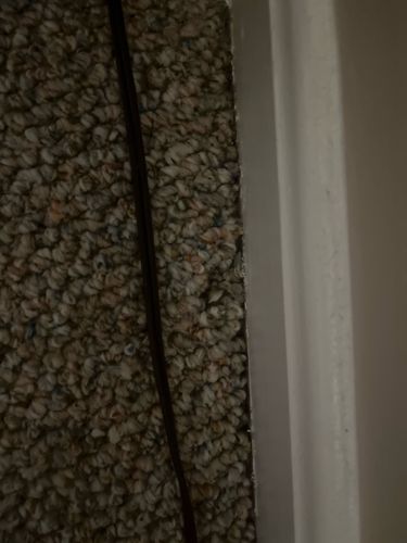 Carpet Beetle (likely Varied Carpet Beetle or Black Carpet Beetle)