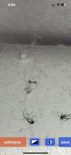 Ant (likely a small species like Pharaoh ant or Argentine ant)