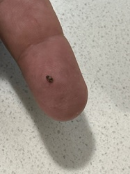 Varied Carpet Beetle