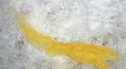 Webbing Clothes Moth Larva