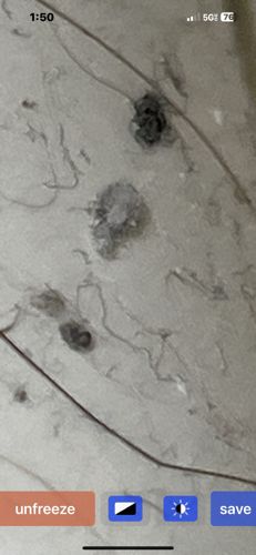 Case-bearing Clothes Moth