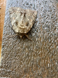 Lichen Moth