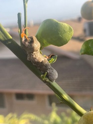 Giant Swallowtail Caterpillar