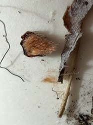 Oak Cynipid Gall Wasps