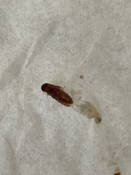 Click Beetle