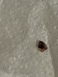 Unidentifiable Fragment