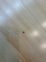 Black Carpet Beetle