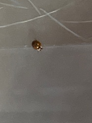 Ladybug (or Ladybird beetle)