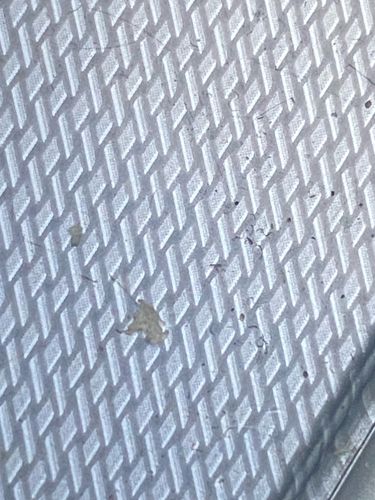 Bird Lice (Pigeon Louse)