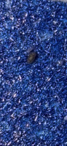 Carpet Beetle Larva