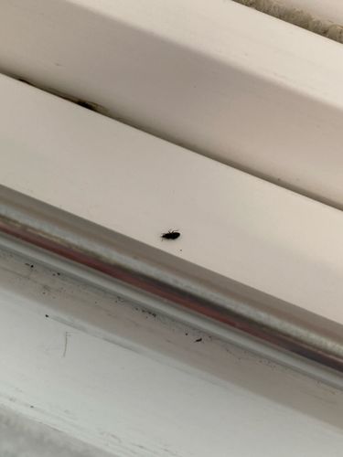 Carpet beetle (likely genus Anthrenus or Attagenus)