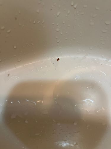 Mite (likely Dust Mite or similar small mite)