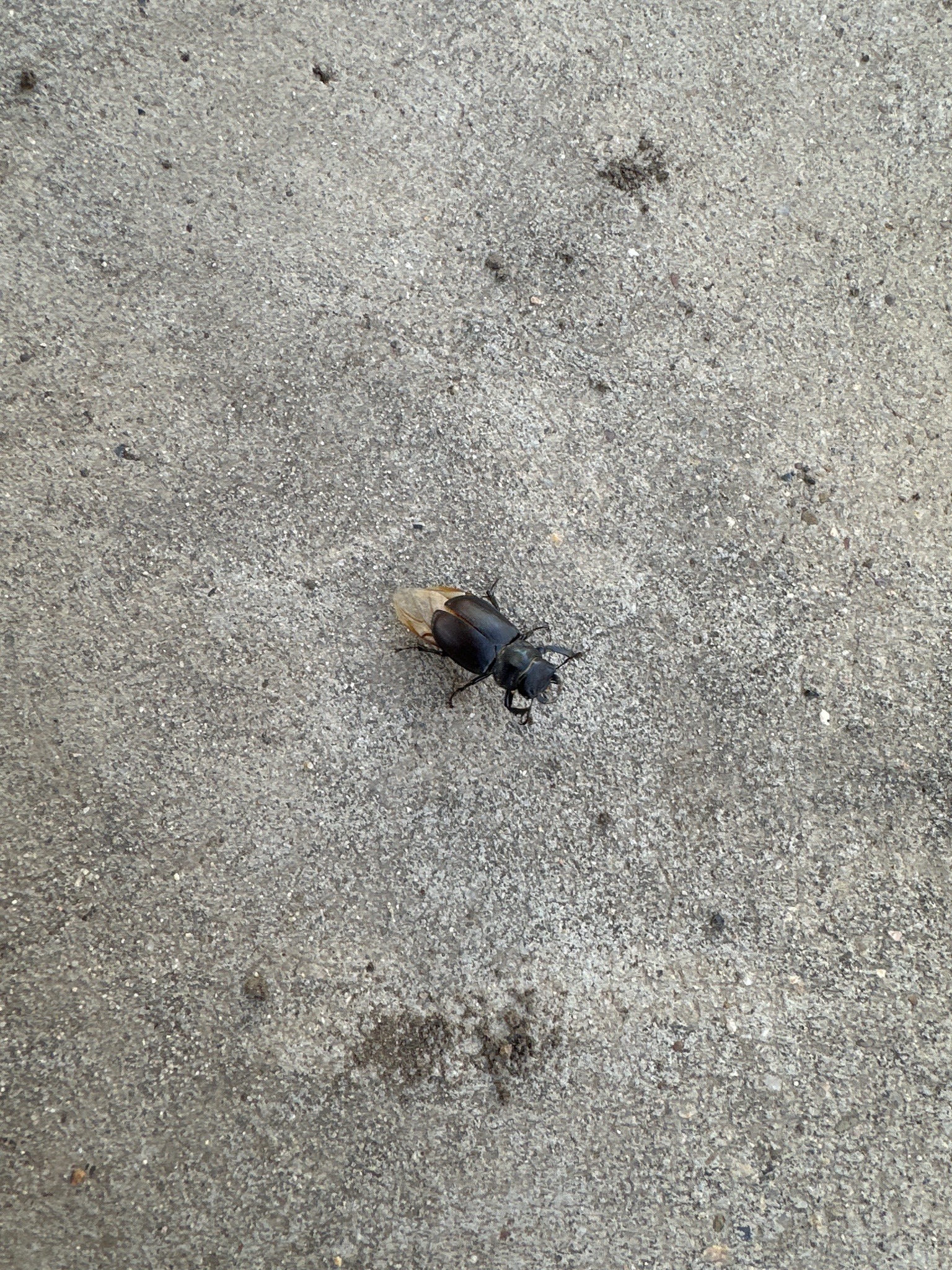 Common Stag Beetle