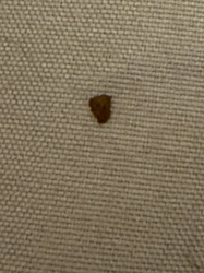 Carpet Beetle (likely larva)