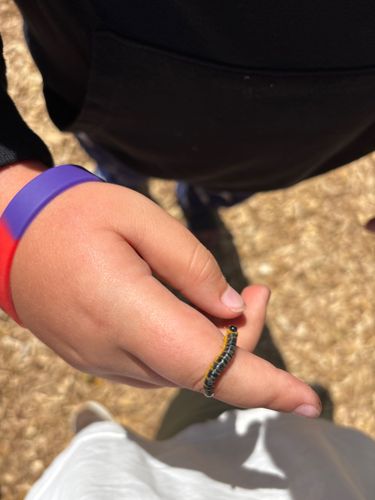 Yellow-collared Scape Moth Caterpillar