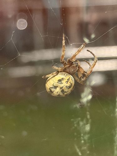 Furrow Orb-weaver