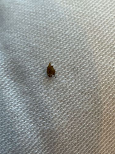 Deer Tick / Blacklegged Tick