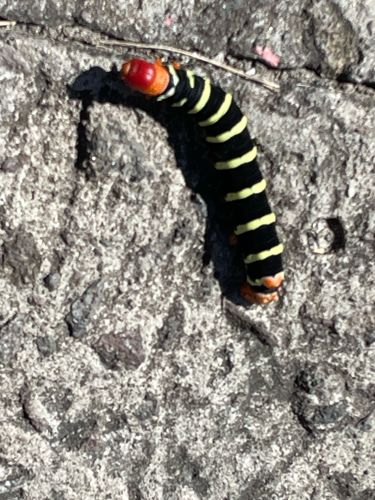 Frangipani Caterpillar (Tetrio Sphinx)