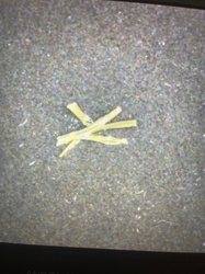 Nematode (likely a free-living or plant-parasitic type)