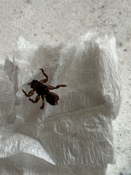 Mole Cricket