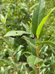 Willow Sawfly or Dusky Willow Sawfly