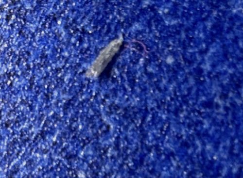 Household Casebearer or Plaster Bagworm