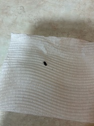 Black Carpet Beetle