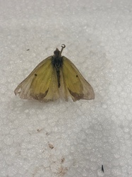 Clouded Sulphur Butterfly