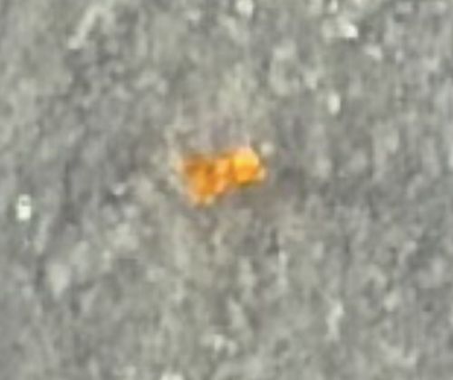 Pharaoh Ant