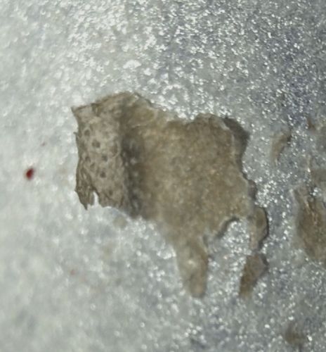 Skin Flake or Scab (Not an Insect)