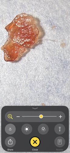 None (Not an insect)