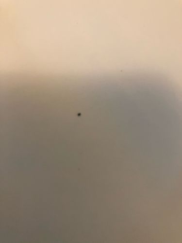 Fungus Gnat
