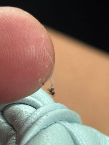 Broad-nosed Weevil (immature)