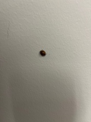 Carpet beetle (likely Varied Carpet Beetle or Black Carpet Beetle larva, but adult stage is less clear from the image)