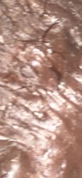 Earthworm