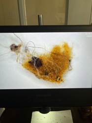 Carpet Beetle Larva (likely varied carpet beetle or black carpet beetle)