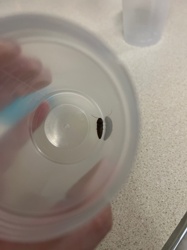 Carpet Beetle (likely Black Carpet Beetle)