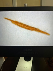 Not an insect/bug; likely a fiber or plant material