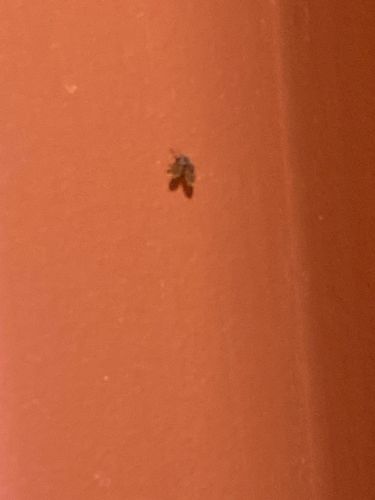 Drain Fly / Moth Fly / Filter Fly