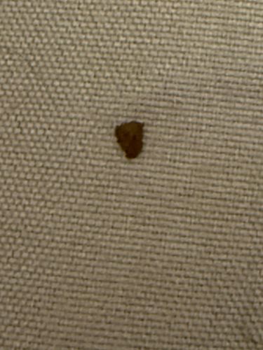 Carpet Beetle (likely larva)