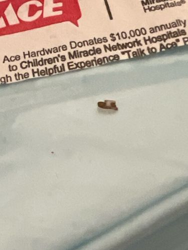 Drugstore Beetle