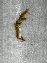 Caddisfly Larva