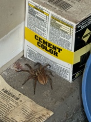 Wolf Spider