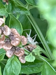 Cricket (likely a tree cricket or a young field cricket)