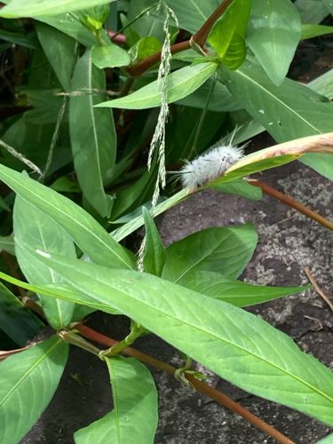 American Dagger Moth Caterpillar