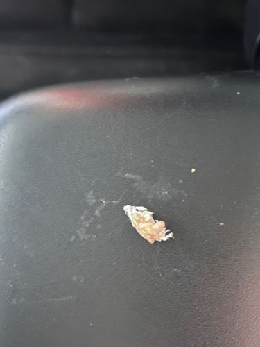 Junk bug (Green Lacewing Larva)